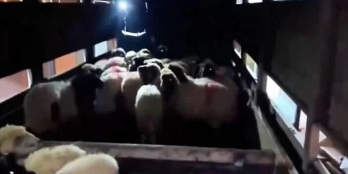 Küçükbaş hayvanların karnında uyuşturucu ele geçirildi