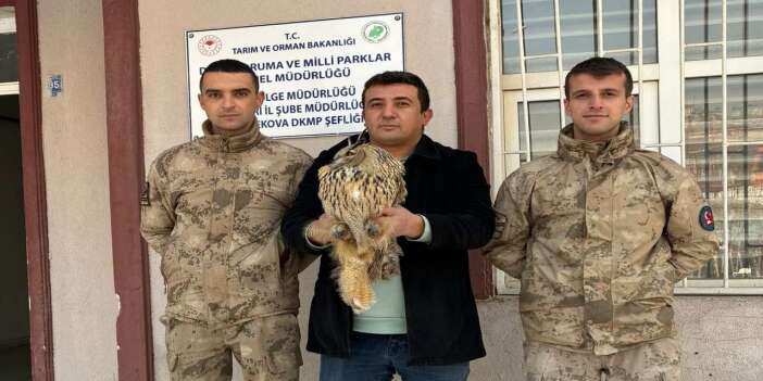 Boynuzlu Baykuş kurtarıldı