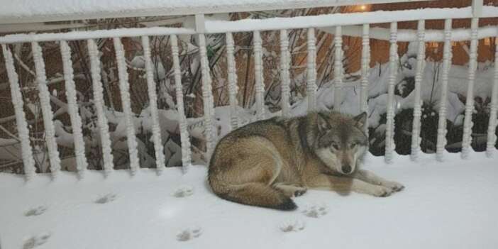Hakkari'de aç kurt bir evin balkonunda dinlendi