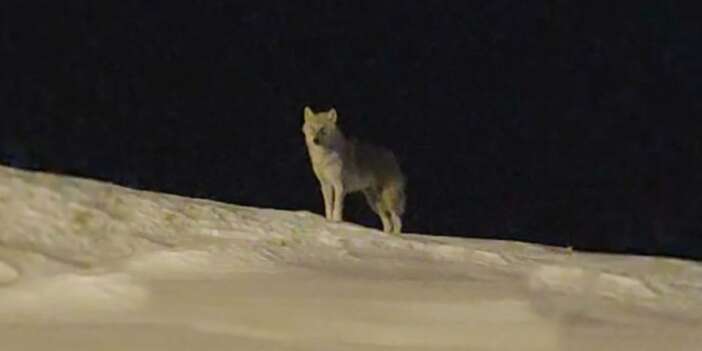 Hakkari'de şehre kurt indi