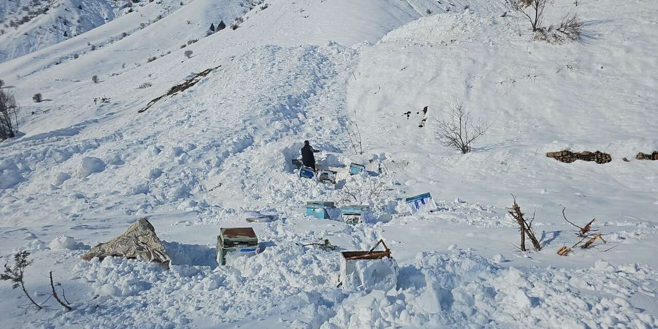 Hakkari’de 32 arılı kovan çığ altında kaldı