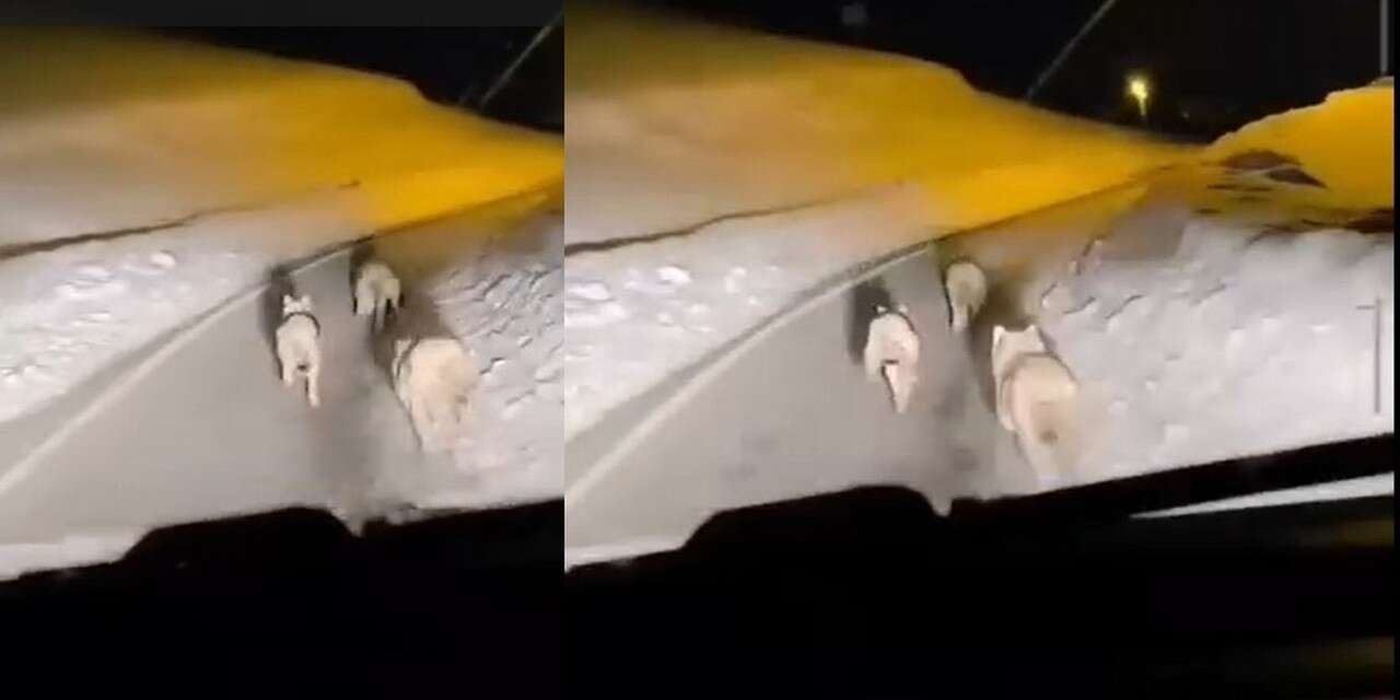 Geçitli köyüne inen kurt sürüsü görüntülendi