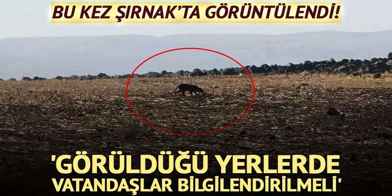 Anadolu Pars'ı Bu Kez Şırnak'ta Görüntülendi