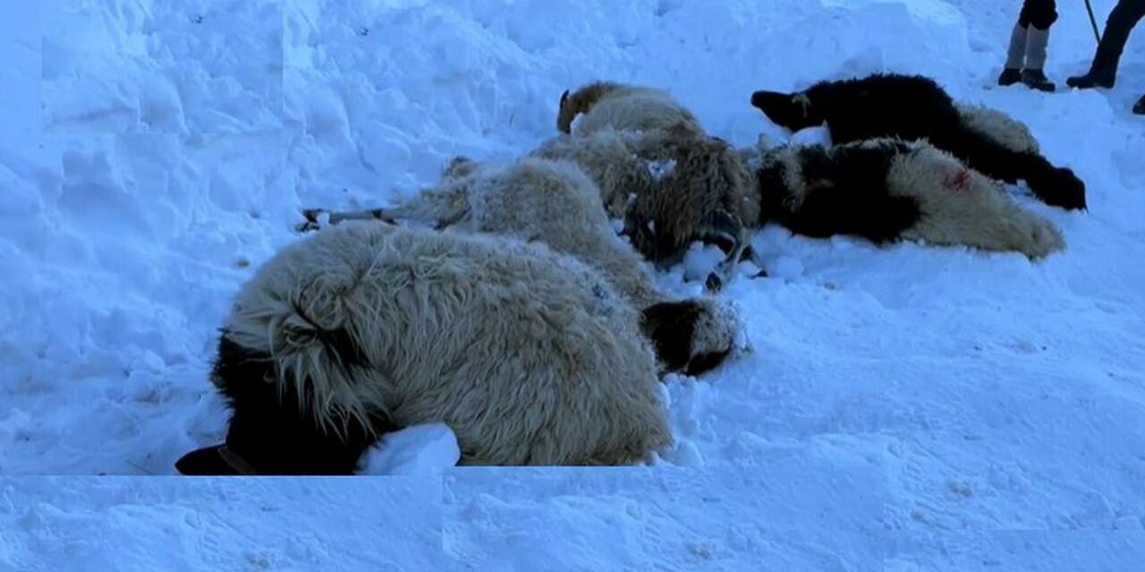 100'ü aşkın koyun çığ altında kalarak telef oldu