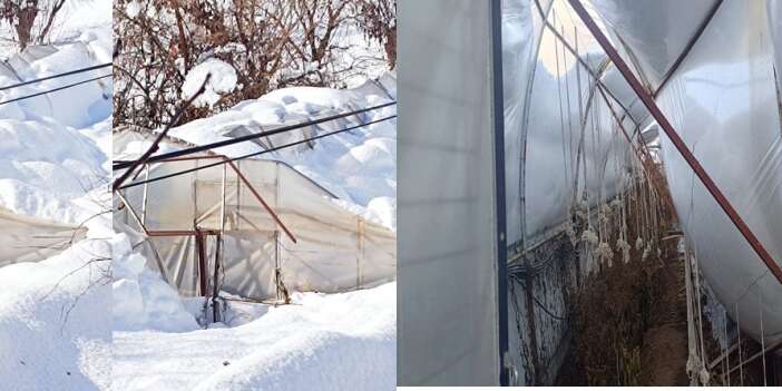 Hakkari Çimenli’de kar seraları çökertti