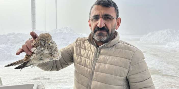 Dondurucu soğuklar kuşları da vurdu