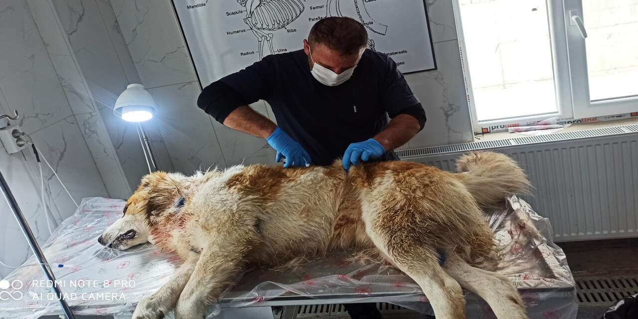-Hakkari’de Kurt saldırısına uğrayan çoban köpeği yoğun bakıma alındı