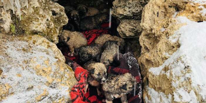12 köpek yavrusu donmak üzereyken kurtarıldı