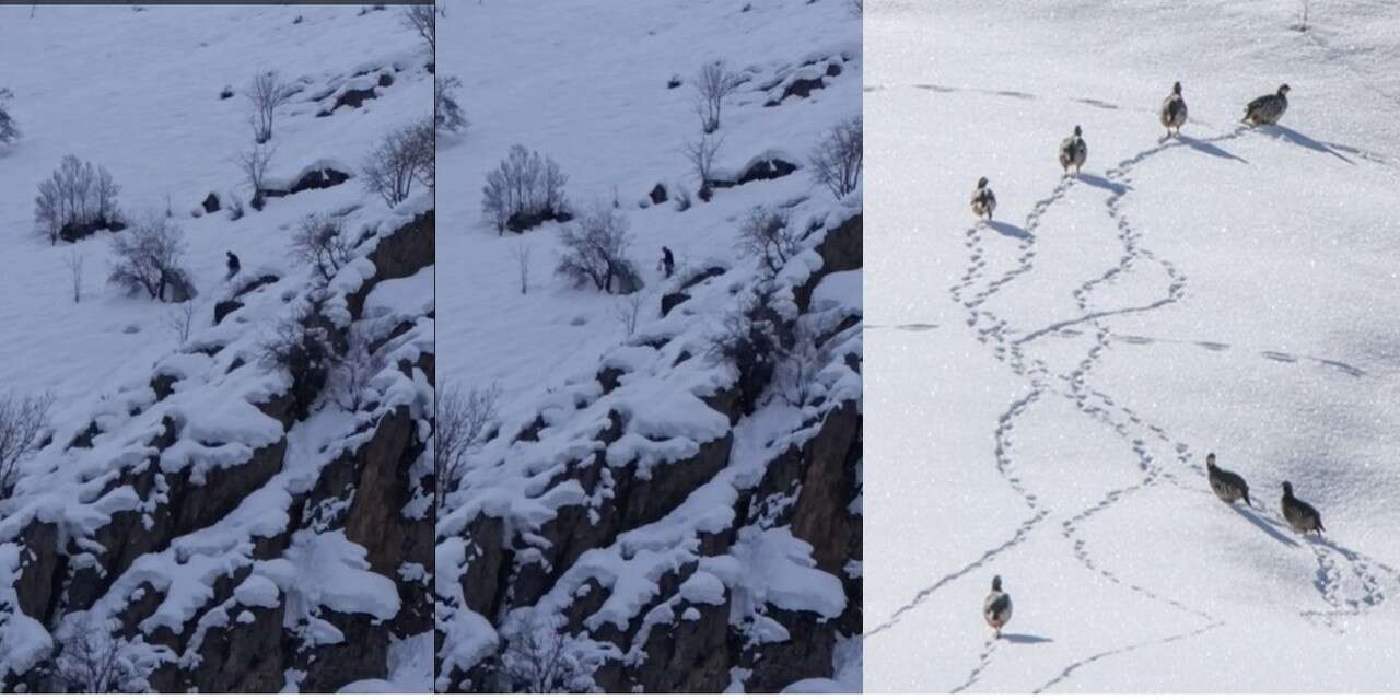 Hakkari’de insanlık ısıttı: Keklikler yemlendi