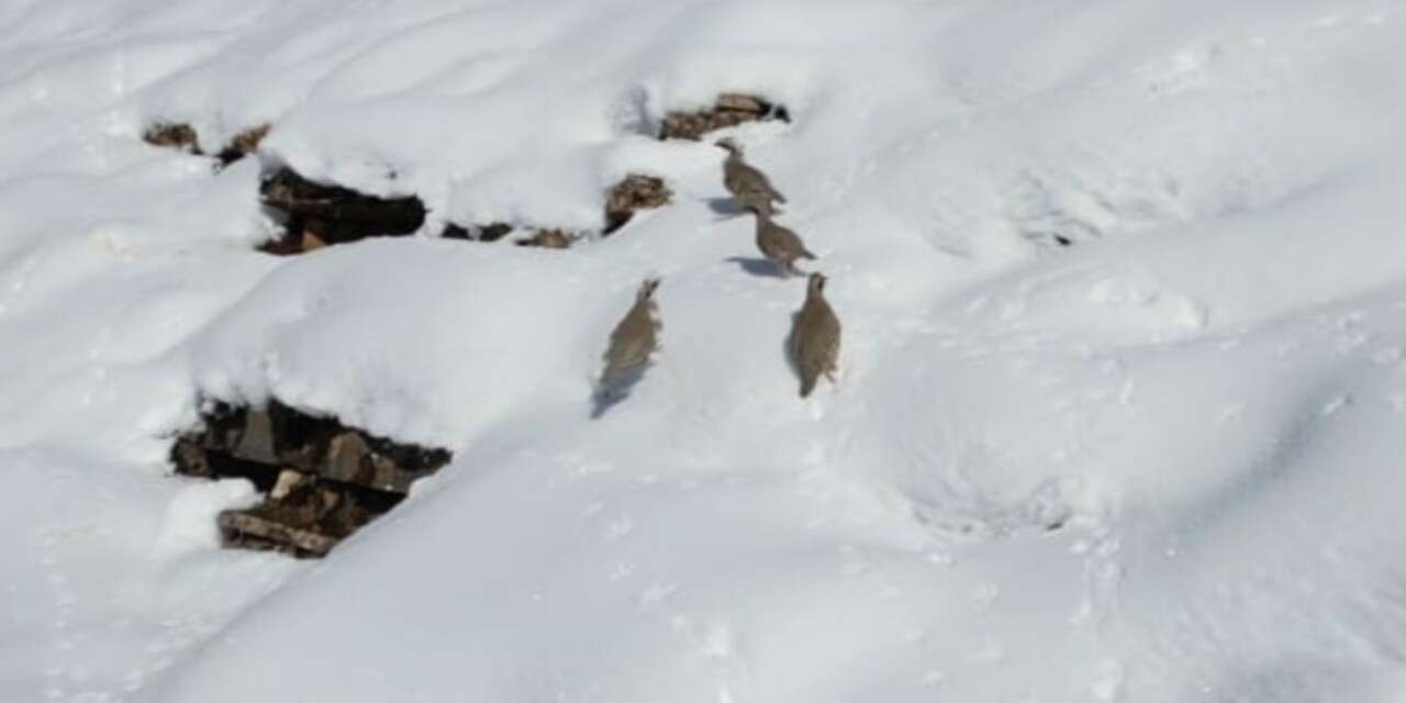 Keklikler sürü halinde yiyecek aradı
