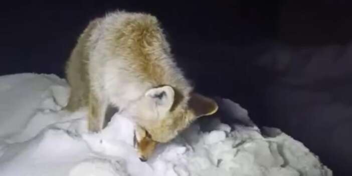 Yüksekova’da Tilki ayakta dondu