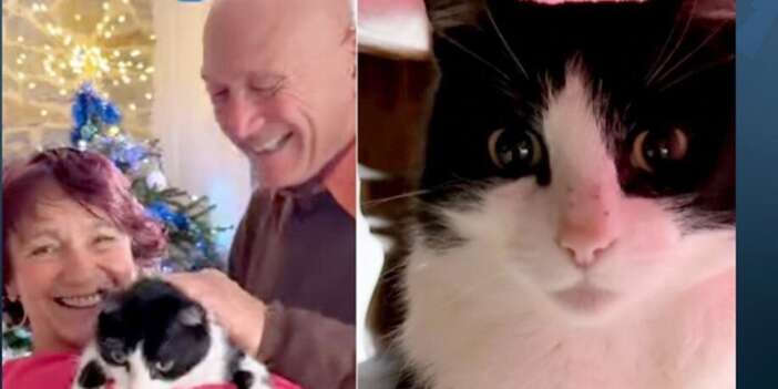 Kaybolan kedi, 250 km yürüyerek Fransa’daki evine döndü