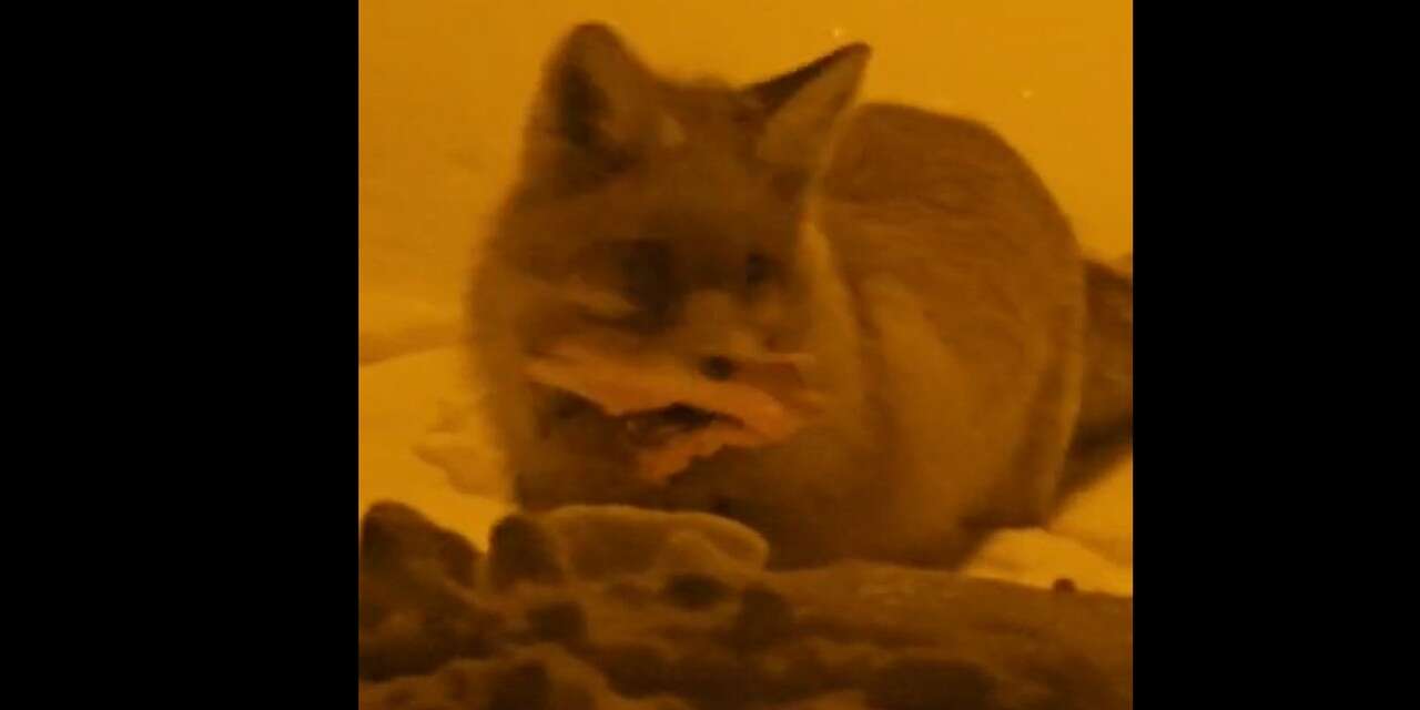 Hakkari'de yiyecek arayan sevimli tilki görüntülendi