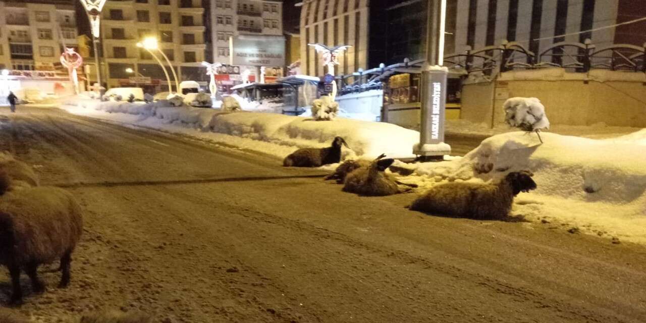Hakkari’de Elektrik akımına kapılan 4 koyun telef oldu