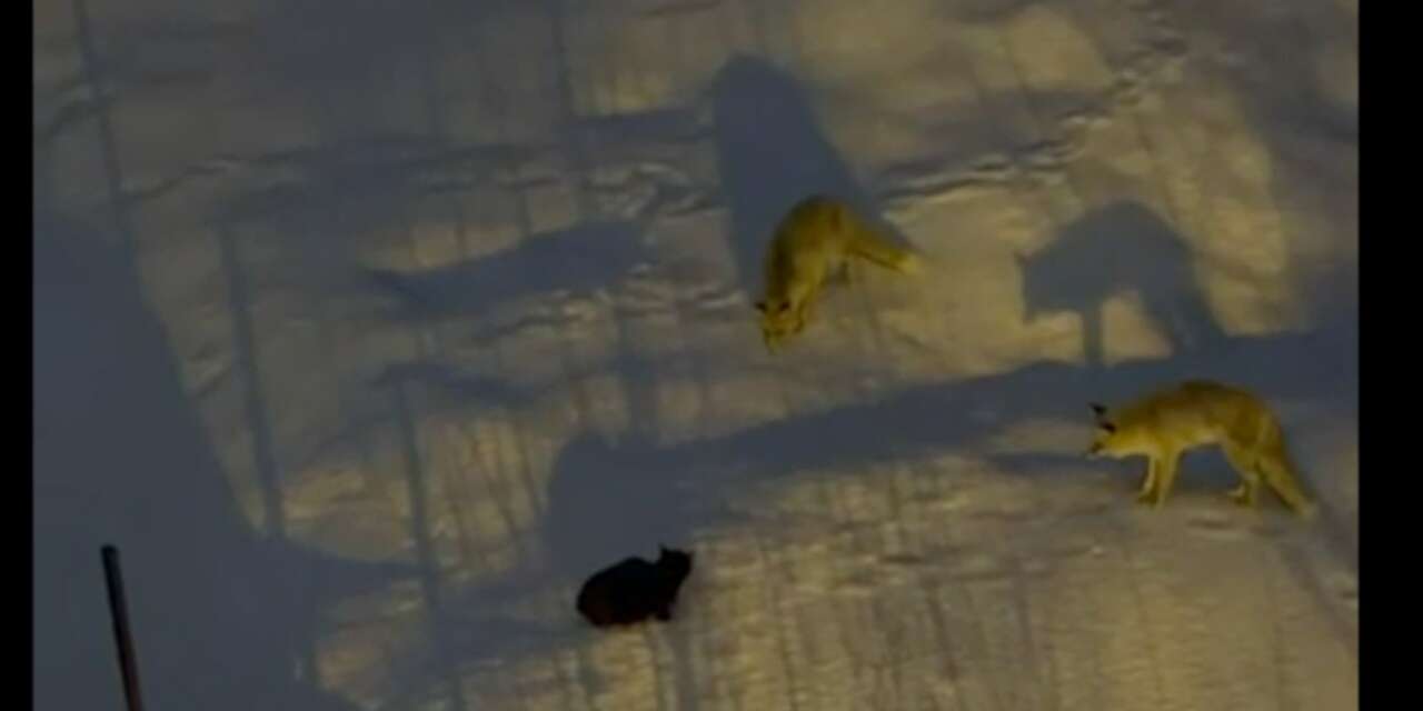 İki tilki, bir kedi: Hakkari’de yiyecek mücadelesi