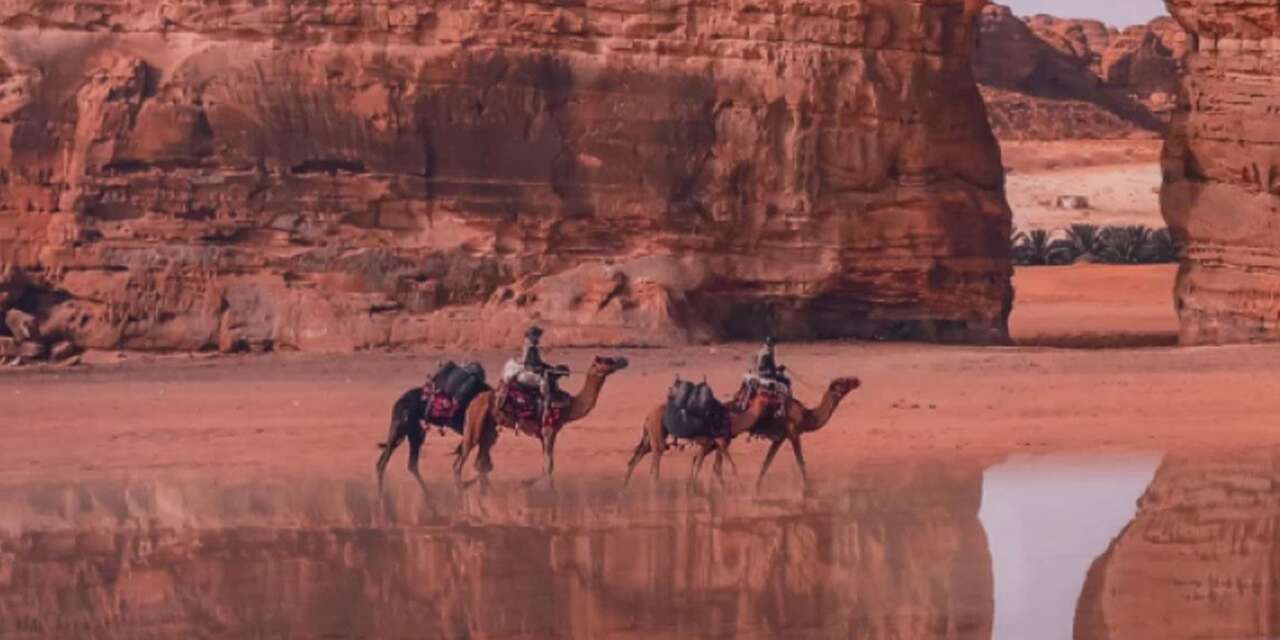 Suudi Arabistan'da milyonlarca deve için ‘pasaport’ dönemi başladı