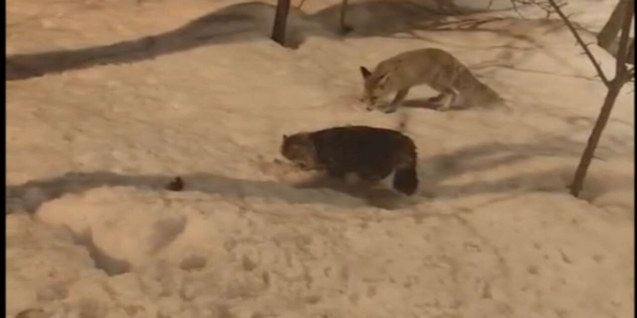 Hakkari’de Tilki ile Kedinin şaşırtan dostluğu