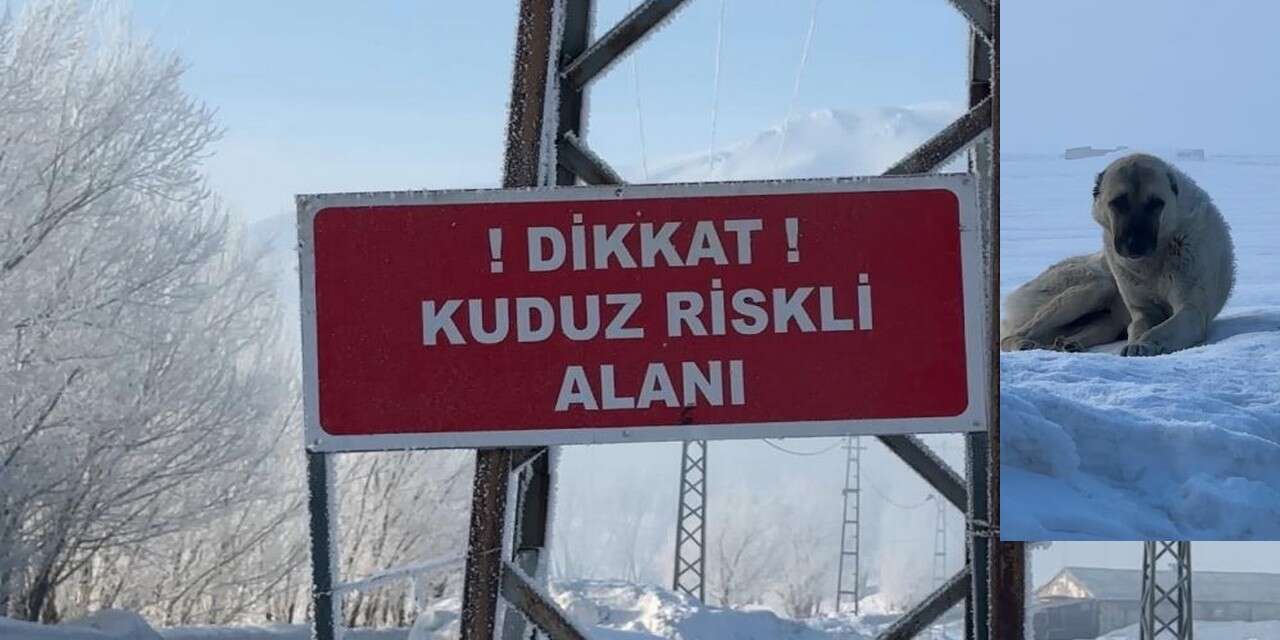 Yüksekova’da Kuduz Alarmı