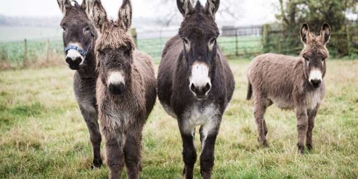 Türkiye'de eşek sayısı yüzde 81 azaldı