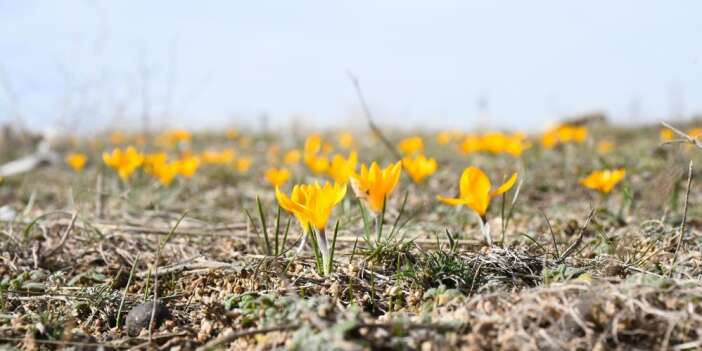 Bu yıl çiğdemler baharı erkenden müjdeledi