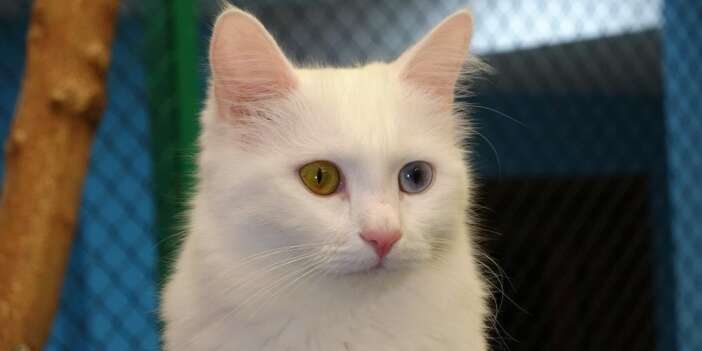 Kediler hayatımızın ayrılmaz bir parçasıdır