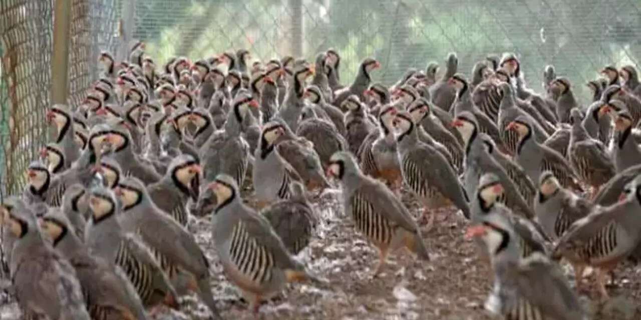 38 kınalı keklik doğaya salındı