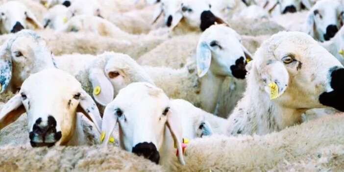 Hakkâri’de kırsal kalkınmaya büyük adım