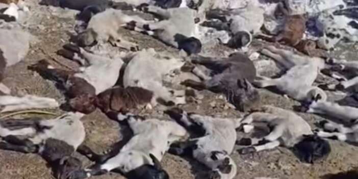 Yangında 67 küçükbaş hayvan telef oldu