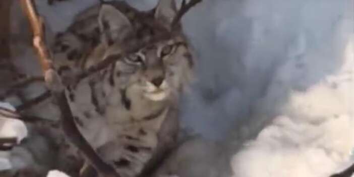 Yerleşim alanına inen vaşak görüntülendi