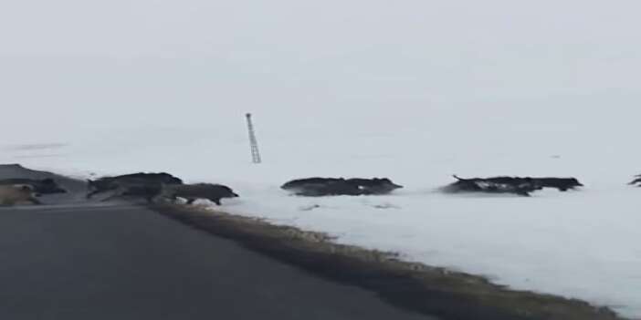 Karla kaplı arazide domuz sürüsü görüntülendi