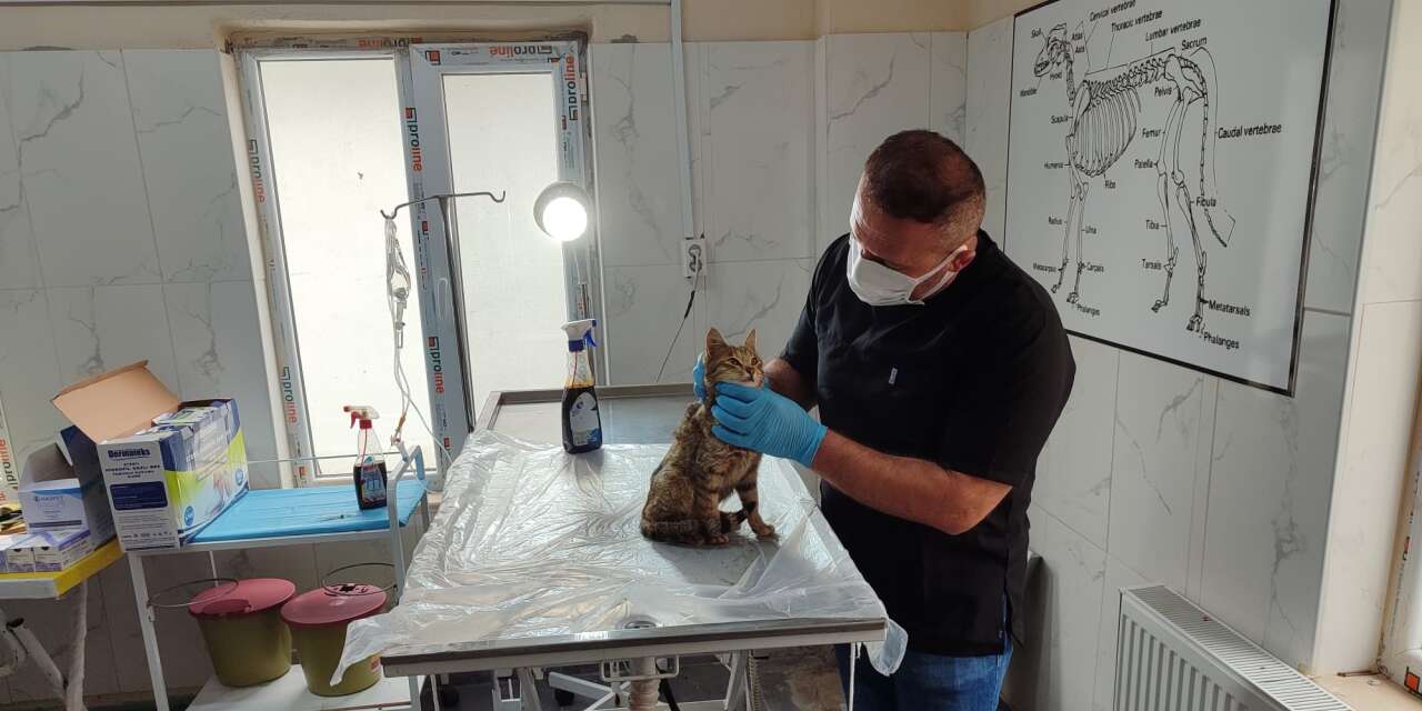 Hakkari Belediyesi sokak hayvanlarını bayramda da unutmadı