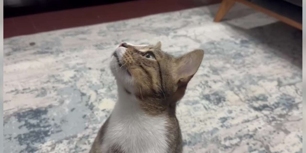 Kedinin midesinden şaşırtan cisim çıktı