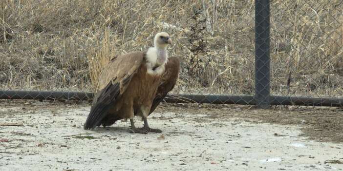 Van’da yaban kuşları doğaya dönüyor