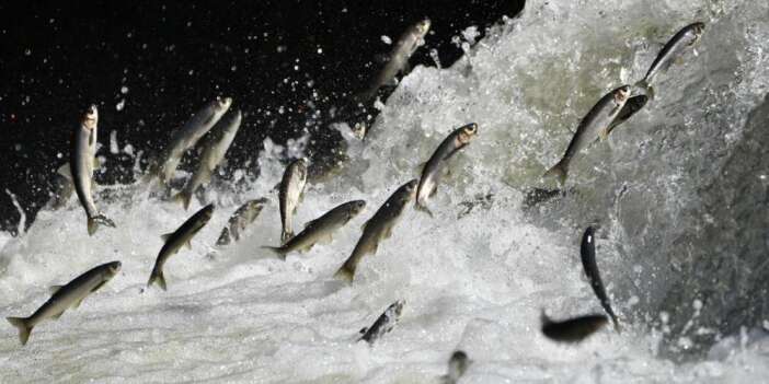 İnci kefali göçü için olumlu haber