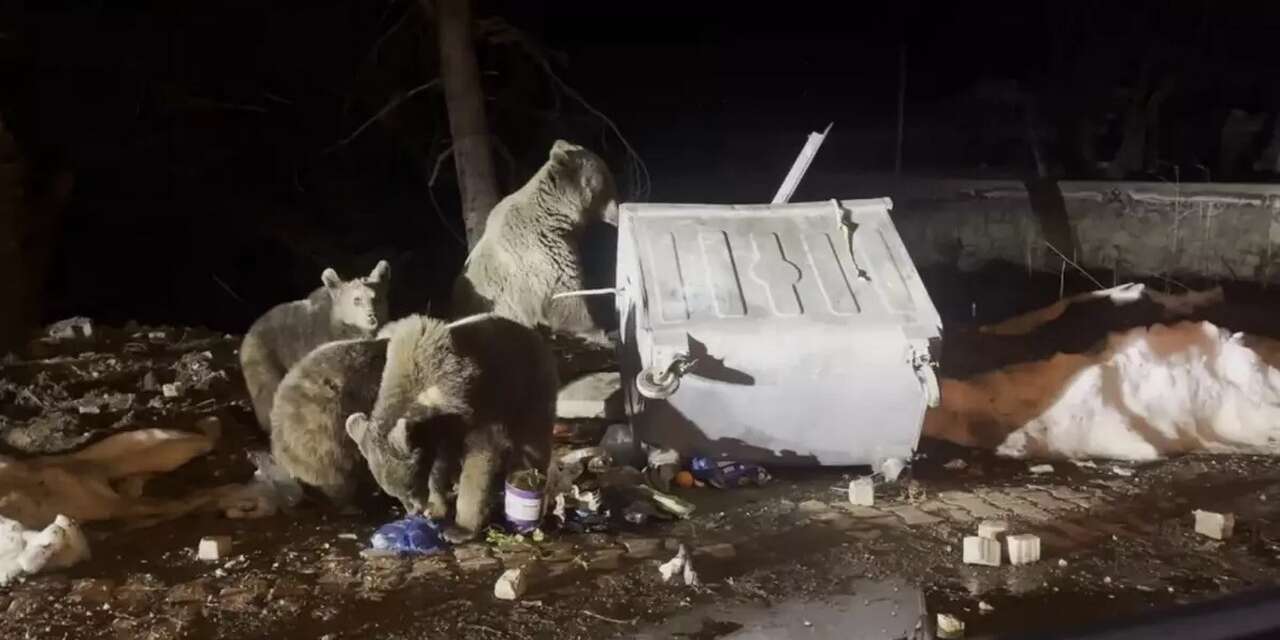 Hakkari Biçer'de ayılar yiyecek aradı