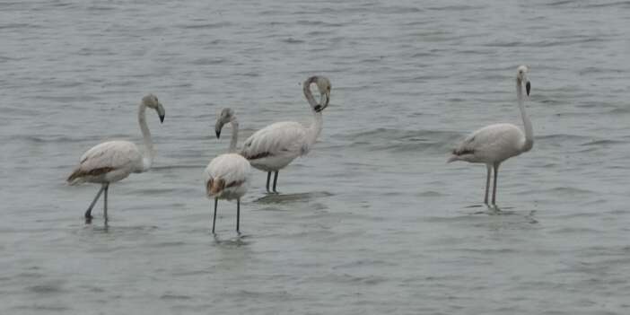 Allı turnalar  Van'a erken geldi