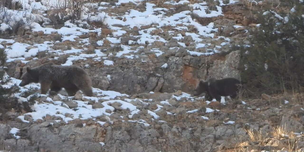 Kış uykusundan uyanan ayı yiyecek aradı