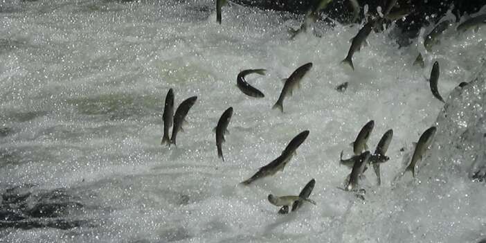 İnci kefalleri Jandarmaya emanet