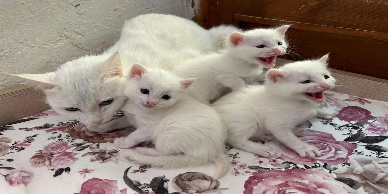 Van kedisi 20 yavru dünyaya geldi