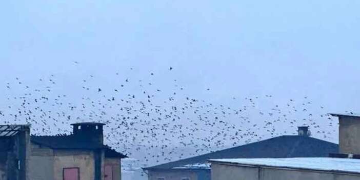 Sığırcık kuşları Yüksekova semalarında