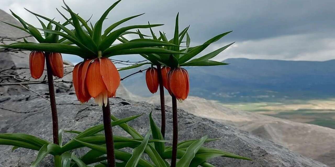 Çermik’te Ters Lale güzelliği