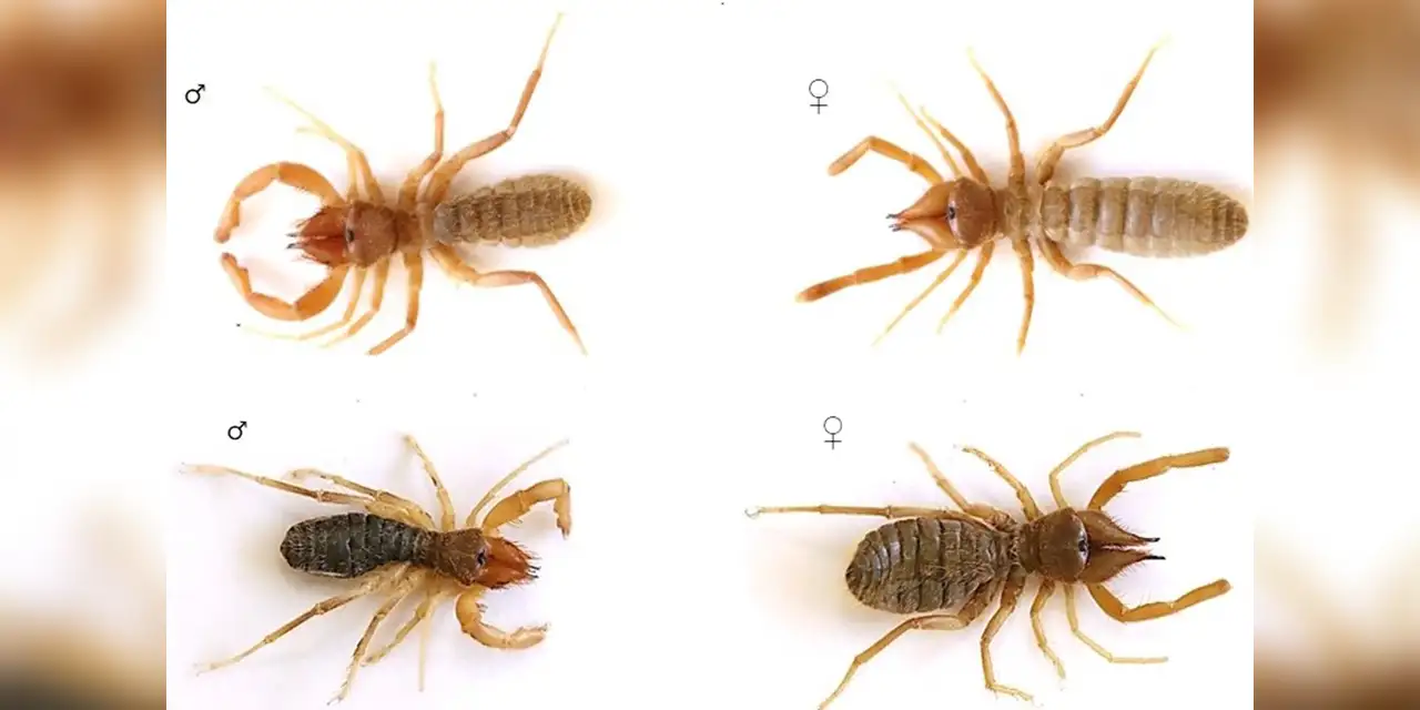 Türkiye’nin Batısından Bilim Dünyasına iki yeni böğü türü kazandırıldı