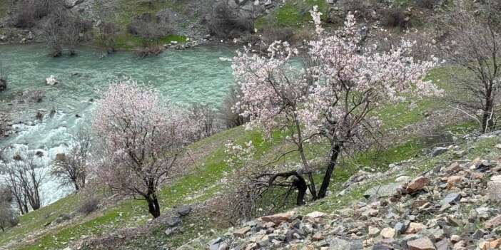 Badem ağaçları çiçek açmaya başladı