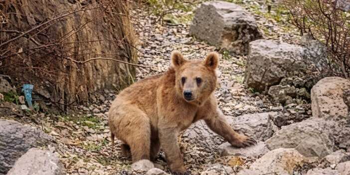 Çukurca’da Ayı yavruları mahalleye indi