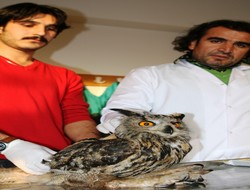 Baykuş nihayet tedavi altına alındı