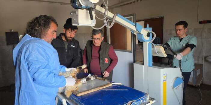 Van depreminde enkaz altında kalan kuzu tedavi altına alındı