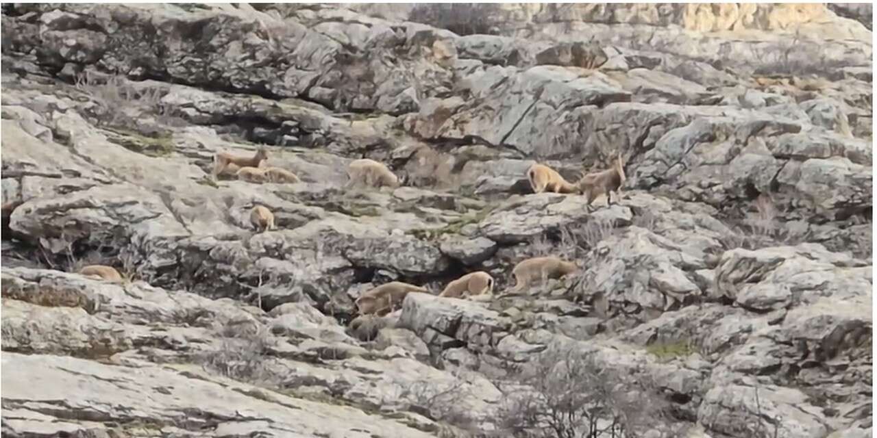 Sümbül Dağı’nda dağ keçisi sürüsü görüntülendi