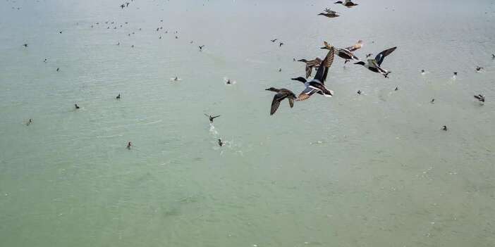 Dikkuyruk kuşu görüntülendi