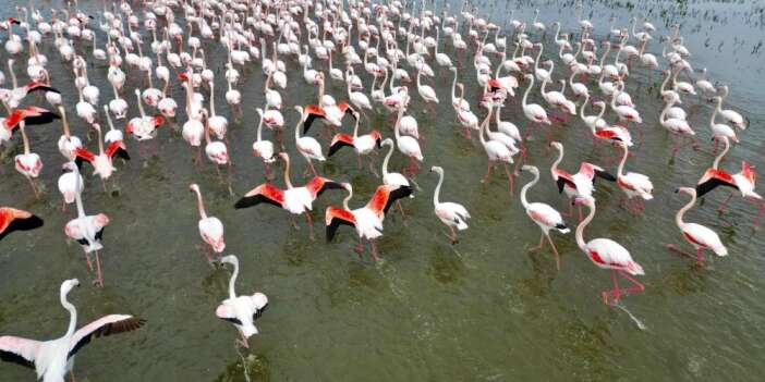 Flamingolar renkli görüntüler oluşturdu