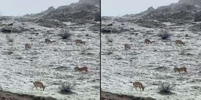 Hakkari-Van yolunda dağ keçileri görüntülendi